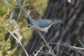 Hybrid Titmouse 2016-02-13